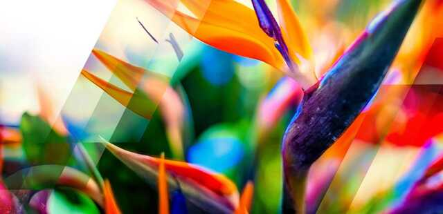 Luxury Scents for Every Occasion fragrance company