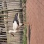 20240815 161307 - Dierentuin Bockhorn