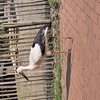 20240815 161305 - Dierentuin Bockhorn