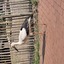 20240815 161305 - Dierentuin Bockhorn