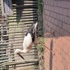 20240815 161302 - Dierentuin Bockhorn