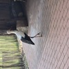 20240815 161251 - Dierentuin Bockhorn