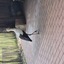 20240815 161251 - Dierentuin Bockhorn