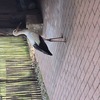 20240815 161249 - Dierentuin Bockhorn