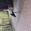20240815 161249 - Dierentuin Bockhorn