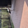 20240815 161242 - Dierentuin Bockhorn