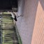 20240815 161242 - Dierentuin Bockhorn