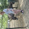 20240815 145758 - Dierentuin Bockhorn