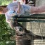 20240815 145653 - Dierentuin Bockhorn