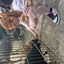 20240815 145136 - Dierentuin Bockhorn