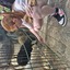 20240815 145132 - Dierentuin Bockhorn