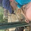 20240815 145054 - Dierentuin Bockhorn