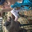 20240815 144811 - Dierentuin Bockhorn