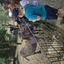 20240815 144520 - Dierentuin Bockhorn