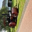 20240822 123001 - Grefrath