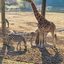 PSX 20250303 173109 - Burgers Zoo