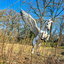 PSX 20250303 174113 - Burgers Zoo