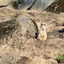 PSX 20250303 173256 - Burgers Zoo