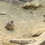 PSX 20250303 173407 - Burgers Zoo