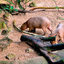 PSX 20250303 172846 - Burgers Zoo