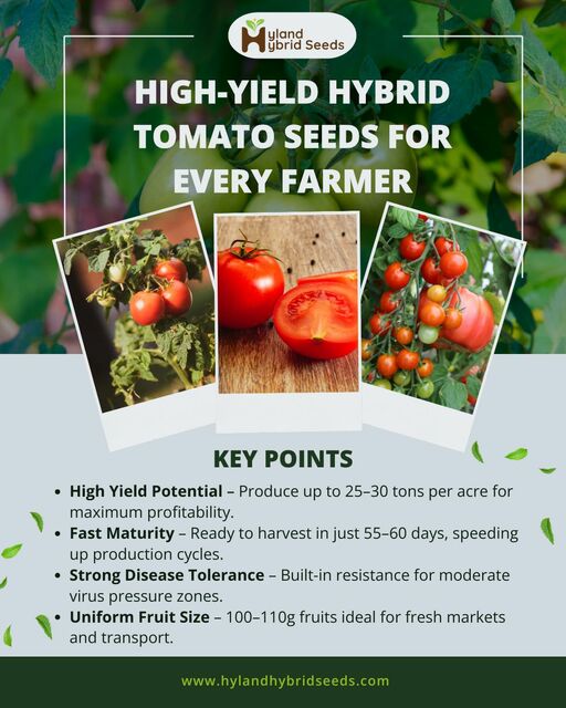 Best tomato seeds in india Picture Box