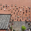 Alle vogelhuisjes 01-05-25 - Garden 2023 & 2024 & 2025