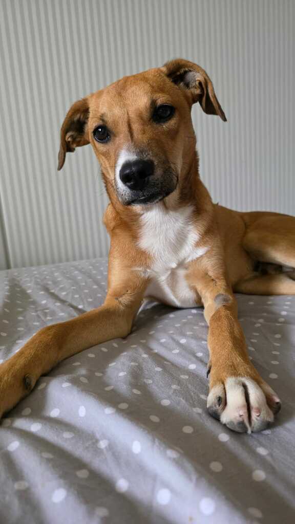 Afbeelding van WhatsApp op 2025-05-15 om 15.38 - 