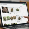 Whisk 7a62be92fa - Hypno seeds