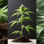 a visual timeline presented... - Hypno seeds