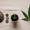 a clean bright overhead fla... - Hypno seeds