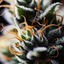 Generated Image April 04, 2... - Hypno seeds