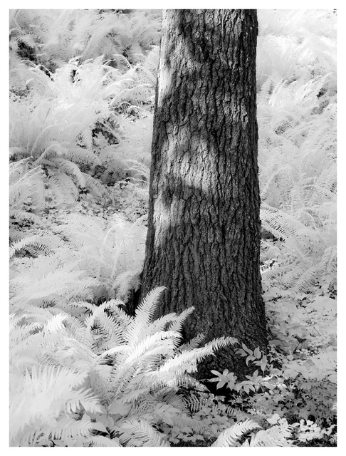 Tree and Ferns 2025 1 Infrared photography
