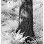 Tree and Ferns 2025 1 - Infrared photography