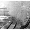 Bench 2025 1 - Infrared photography
