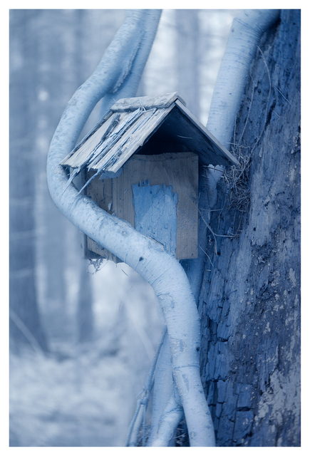 Infrared forest 2025  6 Infrared photography