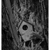 Infrared forest 2025  3 - Infrared photography