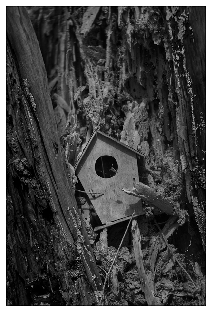 Infrared forest 2025  3 Infrared photography