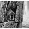Infrared forest 2025  4 - Infrared photography