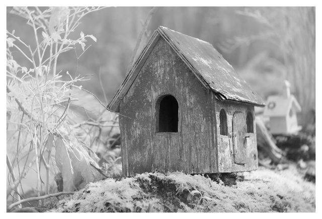 Infrared forest 2025  2 Infrared photography