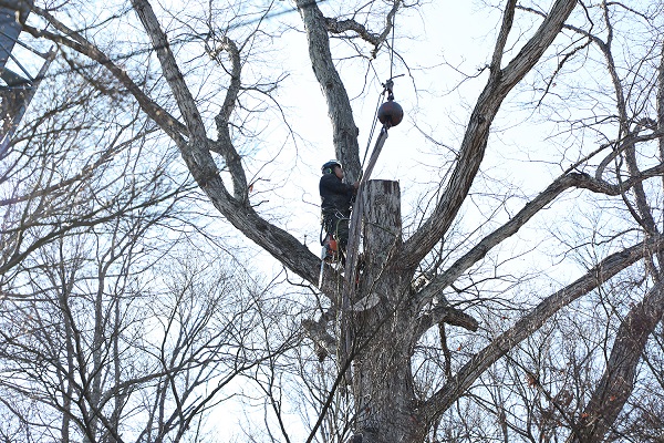 Affordable Tree Removal Raleigh Gonzalez Tree Pros & Crane, Inc