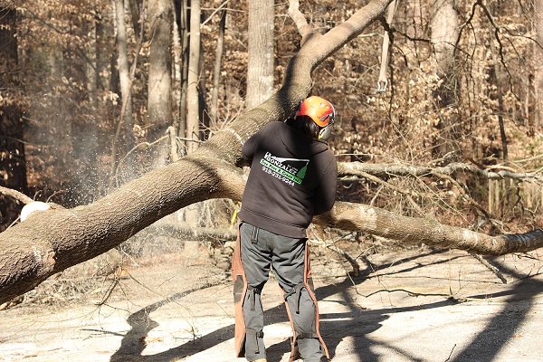 Crane Tree Removal Triangle Area Gonzalez Tree Pros & Crane, Inc