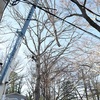 Crane Tree Removal - Gonzalez Tree Pros & Crane,...