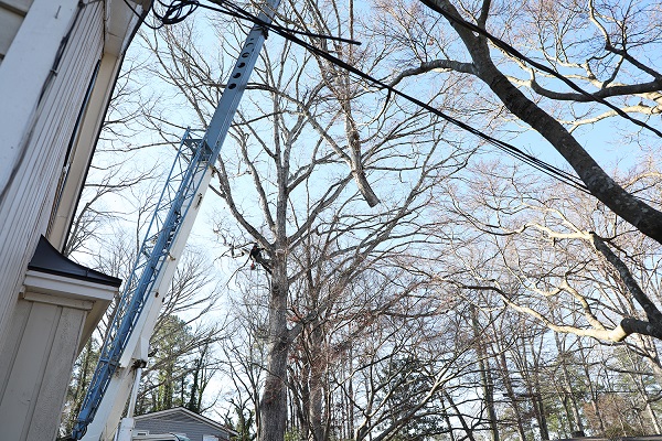 Crane Tree Removal Gonzalez Tree Pros & Crane, Inc