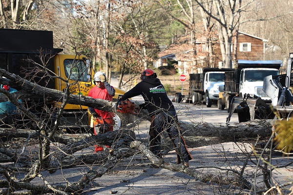 Lot Clearing Service Gonzalez Tree Pros & Crane, Inc