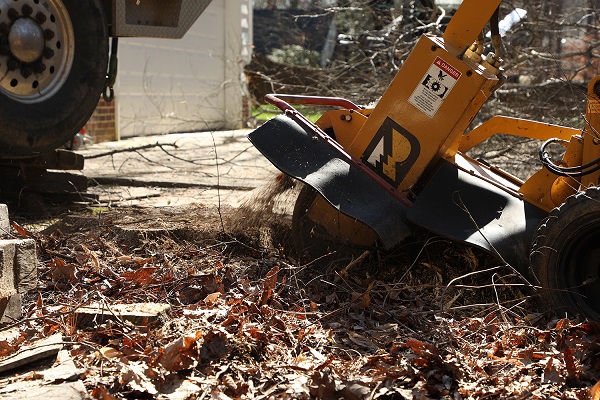 Residential Tree Removal Gonzalez Tree Pros & Crane, Inc