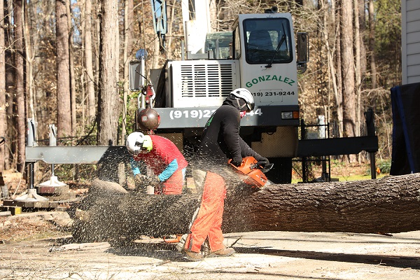 Stump Grinding Services Raleigh NC Gonzalez Tree Pros & Crane, Inc