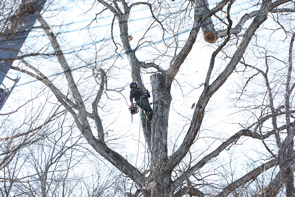 Stump Removal Gonzalez Tree Pros & Crane, Inc