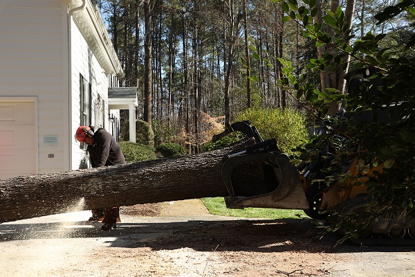 Tree Pruning Services Wake Forest Gonzalez Tree Pros & Crane, Inc