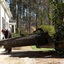 Tree Pruning Services Wake ... - Gonzalez Tree Pros & Crane, Inc