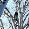 Tree Removal - Gonzalez Tree Pros & Crane,...